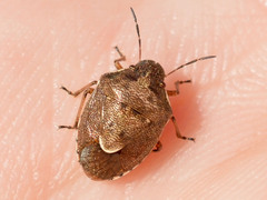 Rubiconia intermedia