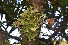 Lobariaceae