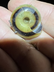Caracolus marginella