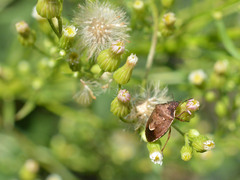 Rubiconia intermedia