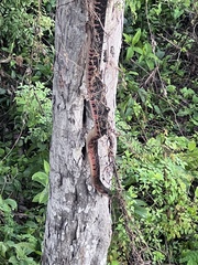 Drymarchon melanurus