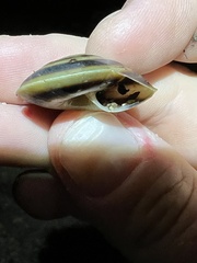 Caracolus marginella