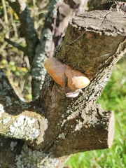 Phellinus