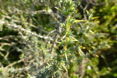 Aspalathus acanthophylla