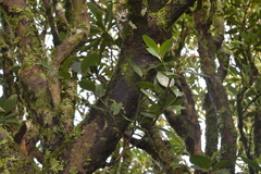 Cryptocarya gregsonii