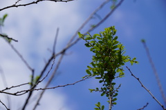 Phyllanthus casticum