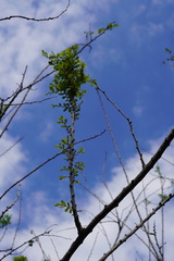 Phyllanthus casticum