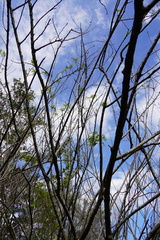 Phyllanthus casticum