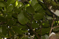 Cryptocarya gregsonii