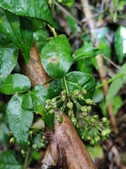 Eleutherococcus trifoliatus