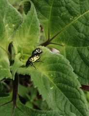 Zygogramma signatipennis