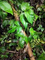 Eleutherococcus trifoliatus