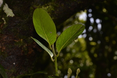 Cryptocarya gregsonii