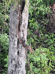 Drymarchon melanurus