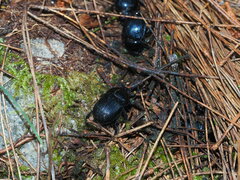 Phelotrupes formosanus