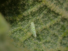 Micantulina stigmatipennis