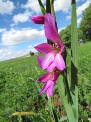 Gladiolus italicus