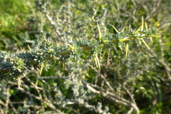 Aspalathus acanthophylla