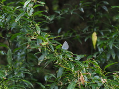 Celastrina lavendularis himilcon