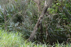 Acrostichum speciosum