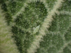 Micantulina stigmatipennis