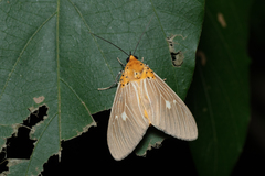 Asota plaginota