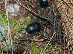 Phelotrupes formosanus