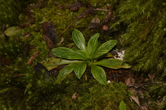 Calanthe triplicata