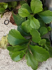 Phedimus kamtschaticus