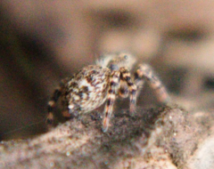 Pseudeuophrys