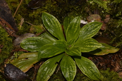 Calanthe triplicata