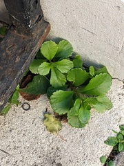 Phedimus kamtschaticus