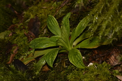 Calanthe triplicata