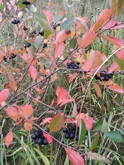 Aronia mitschurinii