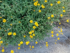 Wedelia hispida