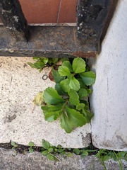 Phedimus kamtschaticus