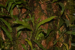 Microsorum scandens
