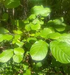 Frangula alnus