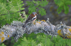 Fringilla coelebs