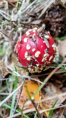 Amanita muscaria