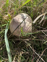 Macrolepiota mastoidea