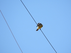 Pitangus sulphuratus