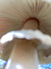 Macrolepiota mastoidea