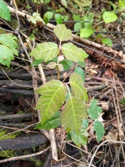 Toxicodendron radicans