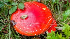 Amanita muscaria