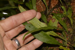 Microsorum scandens