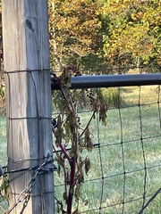 Phytolacca americana