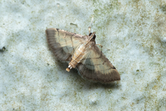 Marasmia poeyalis