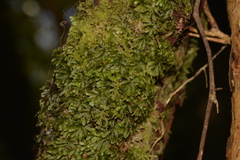 Hymenophyllum pumilum