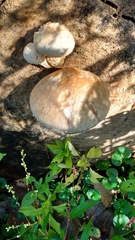Hemipholiota populnea
